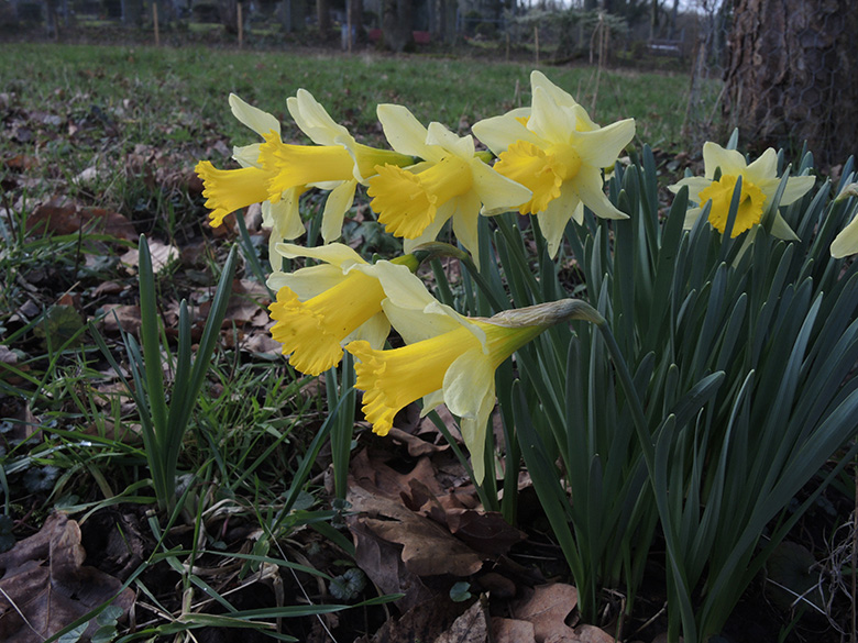 Narcissus pseudocarcissus