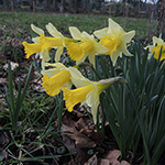 Narcissus pseudonarcissus - Gelbe Narzisse