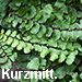 Kurzmitt.: Lubienski, Asplenium trichomanes subsp. hastatum in Bochum