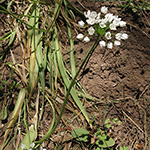 Allium neapolitanum - Neapolitanischer Lauch