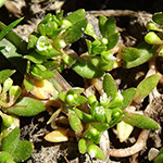 Montia arvensis - Acker-Quellkraut