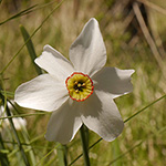 Narcissus poeticus - Dichter-Narzisse