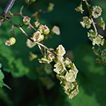 Ribes rubrum - Rote Johannisbeere