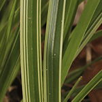 Carex morrowii - Japan-Segge