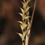 Carex morrowii - Japan-Segge