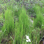 Equisetum palustre - Sumpf-Schachtelhalm