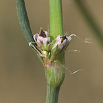 Polygonum aviculare subsp. neglectum - Unbeachteter Vogelknöterich