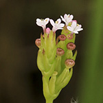 Centranthus calcitrapae - Fußangel-Spornblume