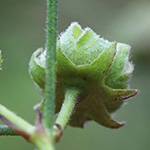 Althaea cannabina - Hanfblättriger Eibisch
