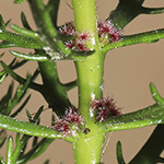 Myriophyllum heterophyllum - Verschiedenblättriges Tausendblatt