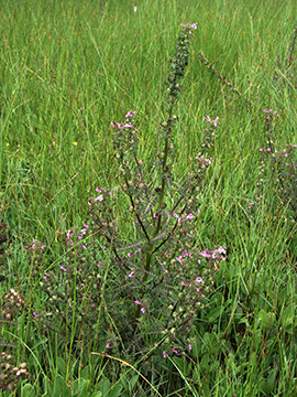 Pedicularis palustris
