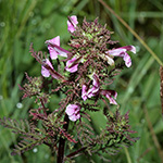 Pedicularis palustris - Sumpf-Läusekraut