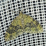 Acasis viretata - Gelbgrüner Lappenspanner
