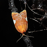 Acleris holmiana - Gewöhnlicher Birnenwickler