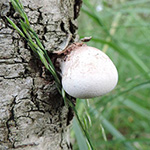 Piptoporus betulinus - Birkenporling