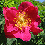 Rosa moyesii - Mandarin-Rose