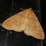 Agriopis aurantiaria - Orangegelber Breitflügelspanner