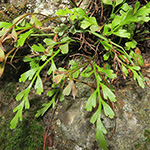 Asplenium alternifolium - Deutscher Streifenfarn