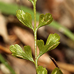 Asplenium ×alternifolium nothosubsp. heufleri