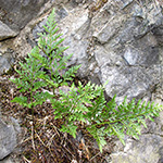 Asplenium cuneifolium - Serpentin-Streifenfarn