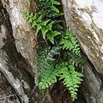 Asplenium obovatum subsp. billotii - Billot-Streifenfarn