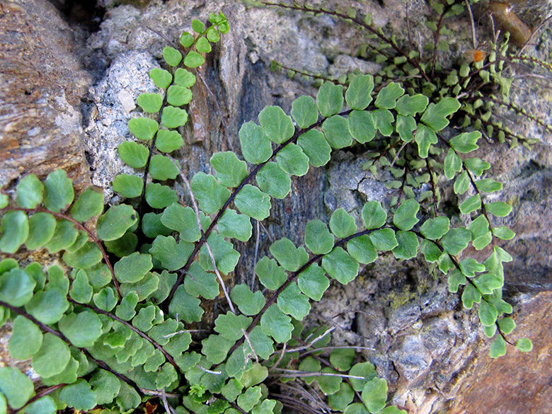 Asplenium trichomanes subsp. pachyrachis