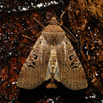 Conistra rubiginosa - Schwarzgefleckte Wintereule