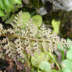 Cystopteris alpina - Alpen-Blasenfarn