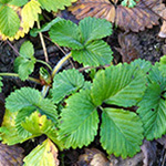 Fragaria 'Fontaine' - Fontaines Wald-Erdbeere