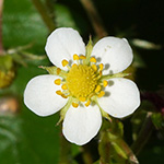 Fragaria 'Fontaine' - Fontaines Wald-Erdbeere