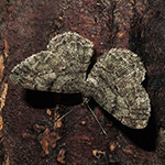 Peribatodes rhomboidaria - Rhombenspanner