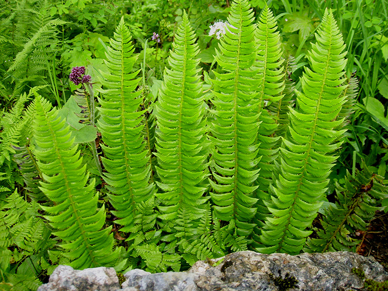 Polystichum lonchitis