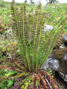 Polystichum lonchitis