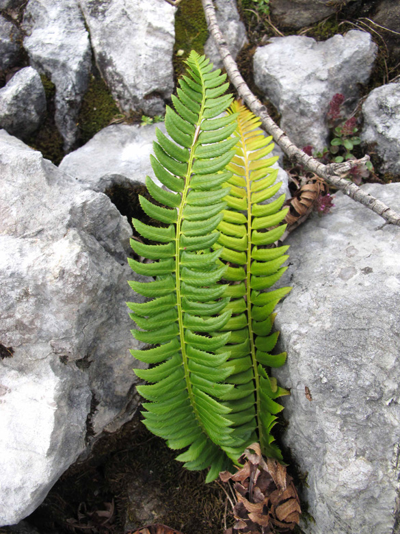 Polystichum lonchitis