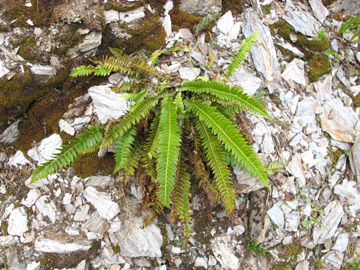 Polystichum lonchitis