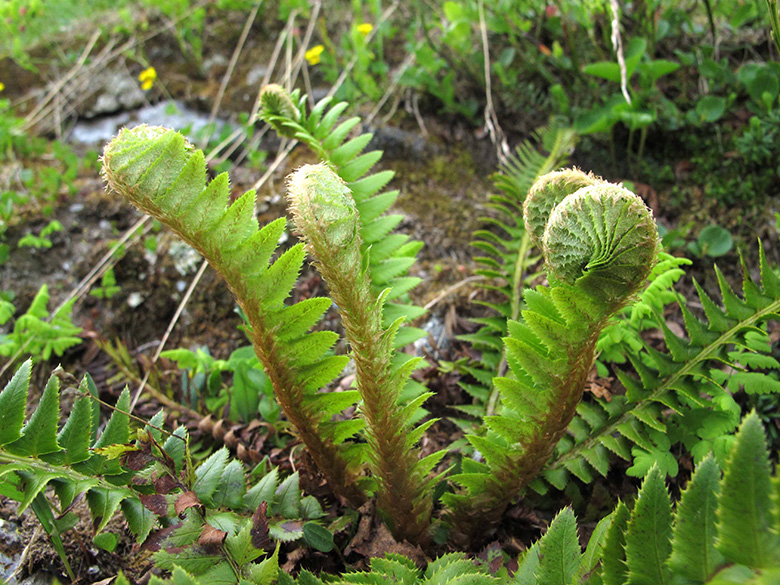 Polystichum lonchitis