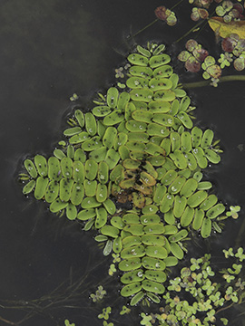 Salvinia natans