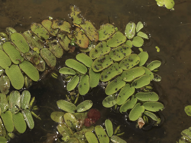 Salvinia natans