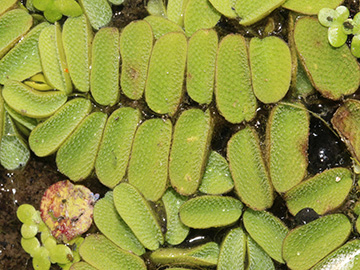 Salvinia natans