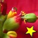 Adventsporträt Euphorbia pulcherrima