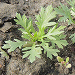 Artemisia biennis - Zweijähriger Beifuß
