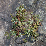 Asplenium ×murbeckii - Murbecks Streifenfarn