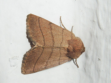 Charanyca trigrammica