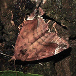 Cosmia pyralina - Violettbraune Ulmeneule