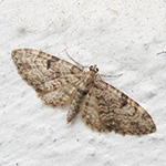 Eupithecia tantillaria - Nadelgehölz-Blütenspanner