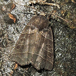 Ipimorpha retusa - Weidenbusch-Blatteule