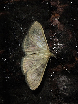 Pleuroptya ruralis