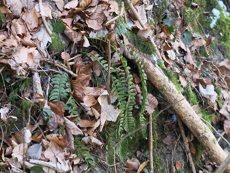 Polystichum lonchitis