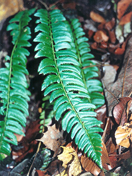 Polystichum lonchitis