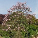Paulownia tomentosa - Blauglockenbaum